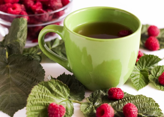 Top 10 Natural Diuretics for Dogs: Safe Foods, Herbs, and Supplements
