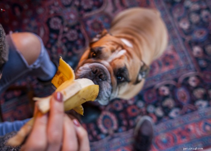 Top 10 Natural Diuretics for Dogs: Safe Foods, Herbs, and Supplements