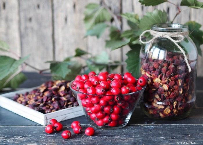 Top 10 Natural Diuretics for Dogs: Safe Foods, Herbs, and Supplements
