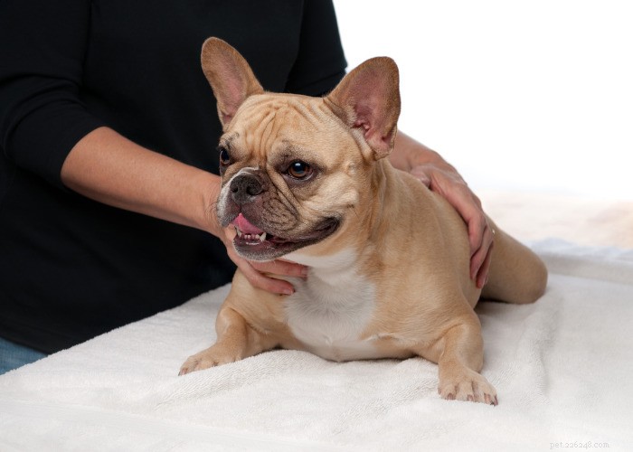 Top 10 Natural Diuretics for Dogs: Safe Foods, Herbs, and Supplements