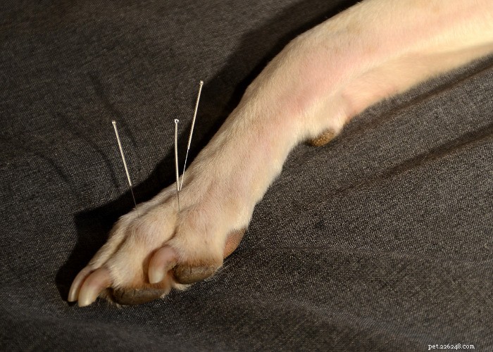 Top 10 Natural Diuretics for Dogs: Safe Foods, Herbs, and Supplements