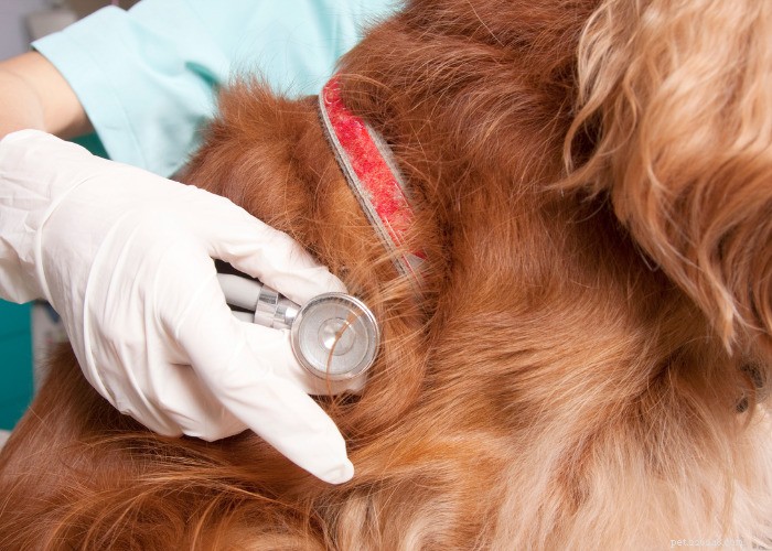 Top 10 Natural Diuretics for Dogs: Safe Foods, Herbs, and Supplements