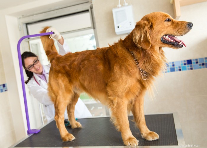Top 10 Natural Diuretics for Dogs: Safe Foods, Herbs, and Supplements