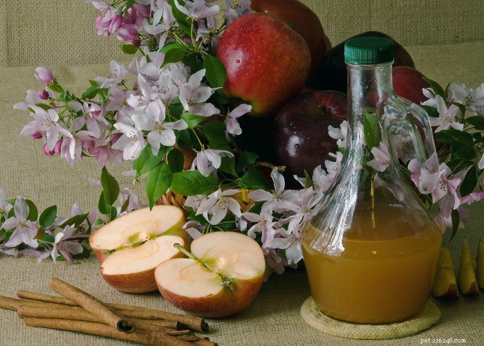 Top 10 Natural Diuretics for Dogs: Safe Foods, Herbs, and Supplements