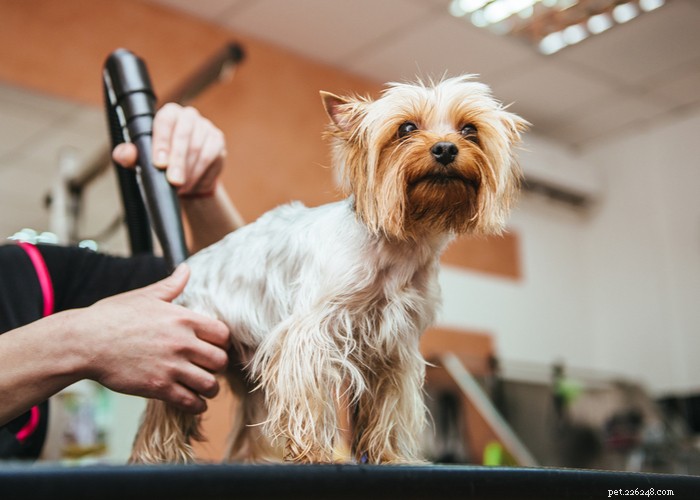 Understanding Dog Scooting: Causes, Symptoms, and Effective Solutions