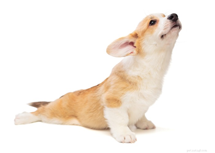 Understanding Dog Scooting: Causes, Symptoms, and Effective Solutions