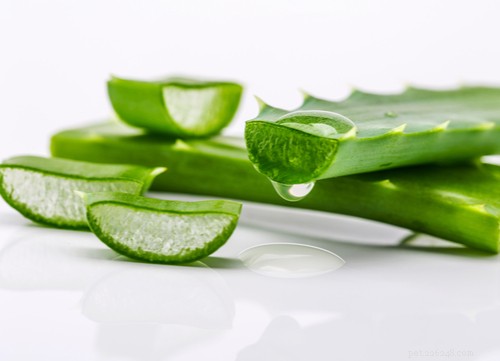 17 Proven Herbal Remedies to Keep Your Dog Healthy