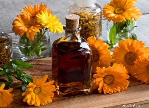 17 Proven Herbal Remedies to Keep Your Dog Healthy