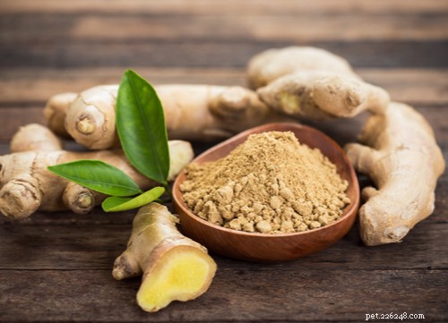 17 Proven Herbal Remedies to Keep Your Dog Healthy