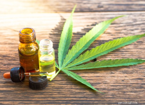17 Proven Herbal Remedies to Keep Your Dog Healthy