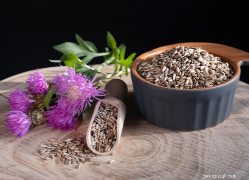 17 Proven Herbal Remedies to Keep Your Dog Healthy