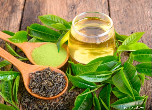 17 Proven Herbal Remedies to Keep Your Dog Healthy