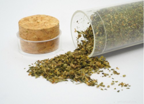 17 Proven Herbal Remedies to Keep Your Dog Healthy