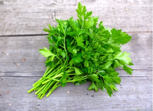 17 Proven Herbal Remedies to Keep Your Dog Healthy