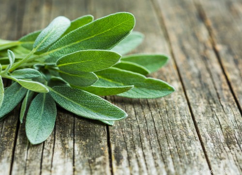 17 Proven Herbal Remedies to Keep Your Dog Healthy