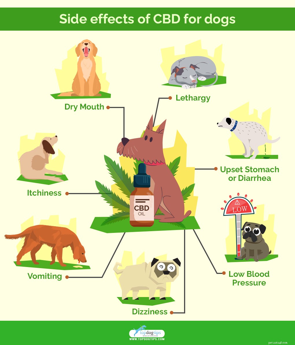 CBD for Dogs: The Complete Guide to Safe Use & Benefits