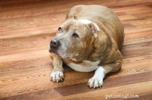 Top 7 Health Issues Affecting Senior Dogs: Prevention & Care Tips