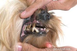 Top 7 Health Issues Affecting Senior Dogs: Prevention & Care Tips
