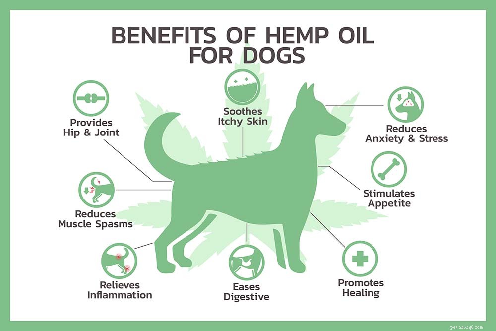 Top 5 Hemp Dog Treats for Pain, Stress, and Anxiety Relief