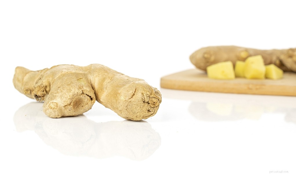Top 5 Safe Home Remedies to Relieve Your Dog s Pain