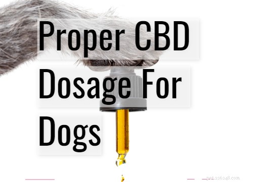 How to Determine the Right CBD Dosage for Your Dog – A Practical Guide