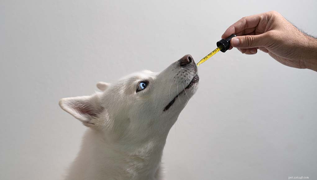 How to Determine the Right CBD Dosage for Your Dog – A Practical Guide