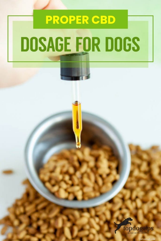 How to Determine the Right CBD Dosage for Your Dog – A Practical Guide