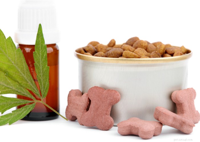 Cannabidiol (CBD) for Dogs: What Owners Should Know About Side Effects