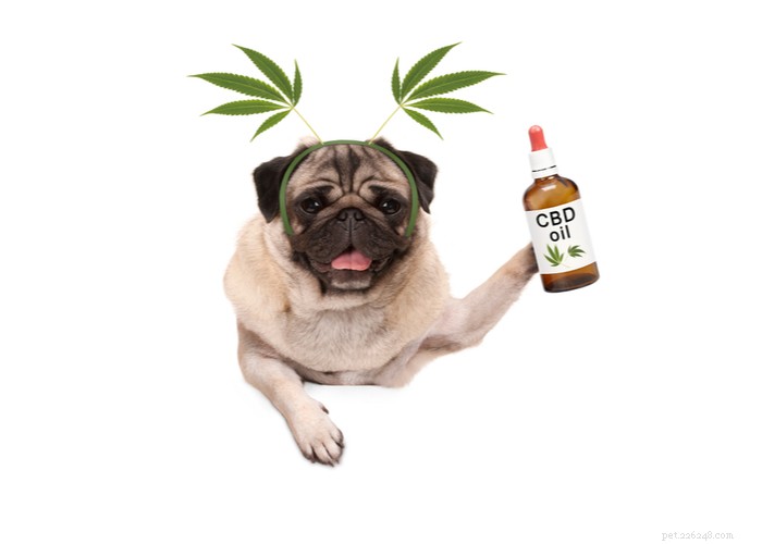Cannabidiol (CBD) for Dogs: What Owners Should Know About Side Effects