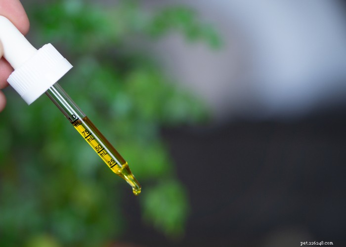 Cannabidiol (CBD) for Dogs: What Owners Should Know About Side Effects