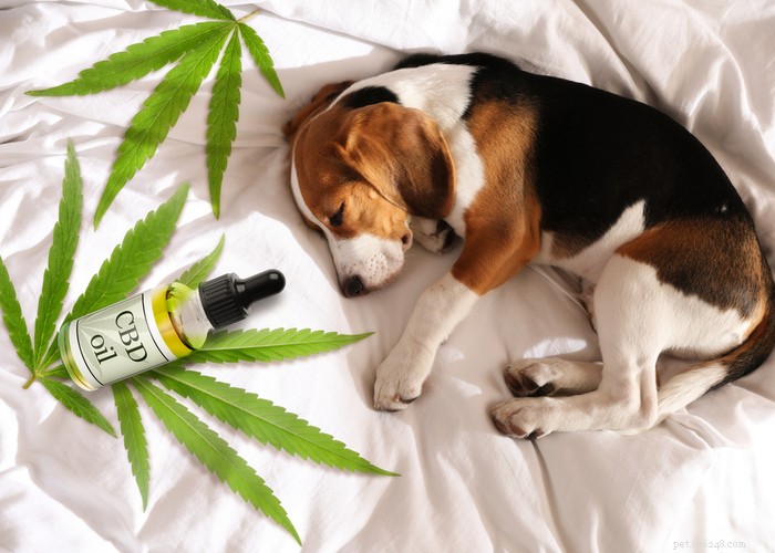Cannabidiol (CBD) for Dogs: What Owners Should Know About Side Effects