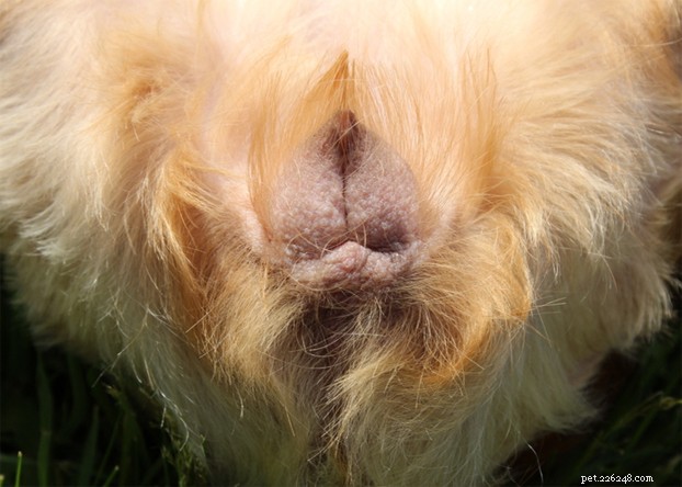 Comprehensive Guide to Treating Dog Vulvar Dermatitis: Home Remedies & Expert Tips