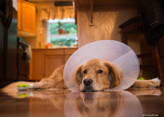 Comprehensive Guide to Treating Dog Vulvar Dermatitis: Home Remedies & Expert Tips