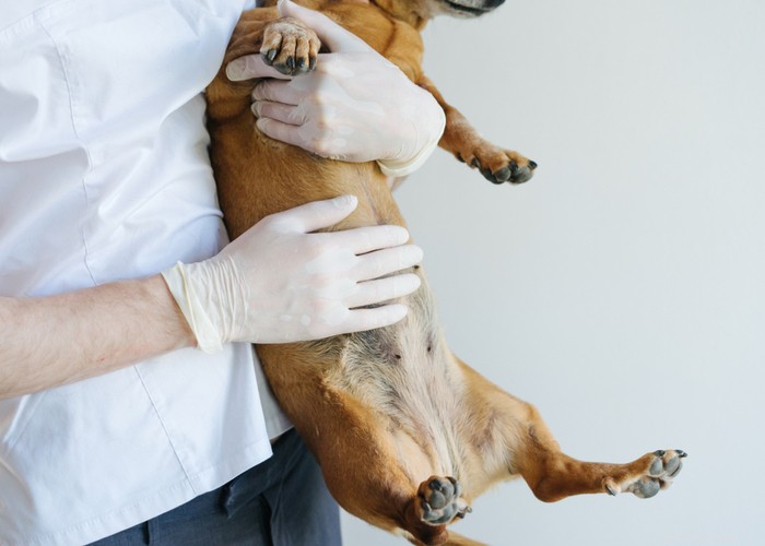 Comprehensive Guide to Treating Dog Vulvar Dermatitis: Home Remedies & Expert Tips