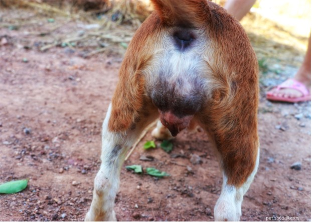 Comprehensive Guide to Treating Dog Vulvar Dermatitis: Home Remedies & Expert Tips
