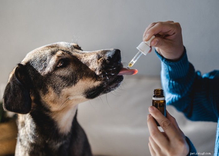 Understanding the Endocannabinoid System in Dogs: How CBD Supports Their Health