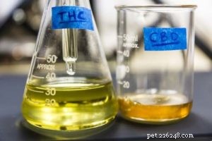 25 Proven and Potential Health Benefits of CBD for Dogs