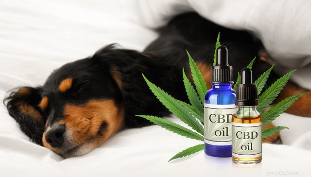How Long Does CBD Affect Dogs? Understanding Duration & Absorption