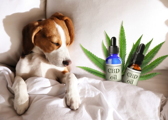 How Long Does CBD Affect Dogs? Understanding Duration & Absorption