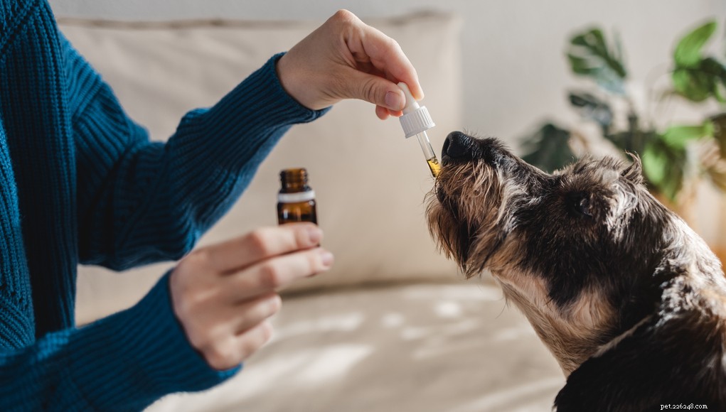 How Long Does CBD Affect Dogs? Understanding Duration & Absorption