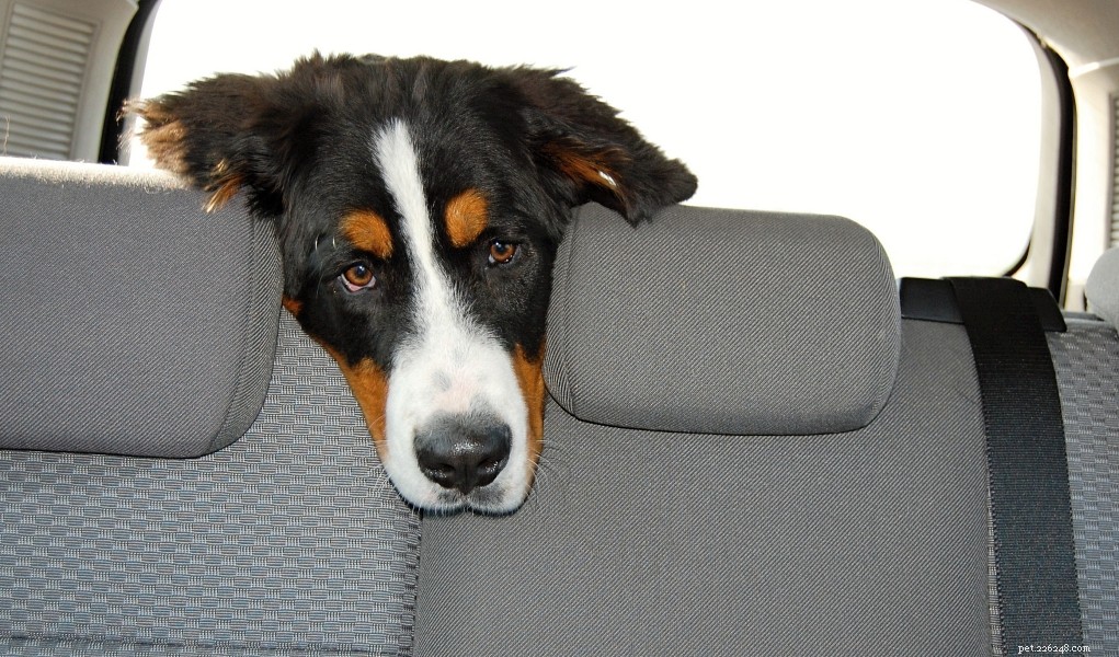 Effective Home Remedies to Relieve Dog Car Sickness