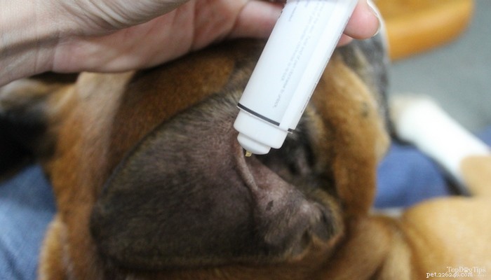 Expert Review: CBD Gel Pen for Dogs – Benefits, Safety, and Vet Insights