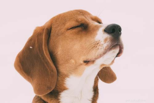 Top 9 Neurological Disorders in Dogs: Signs, Causes, and Care