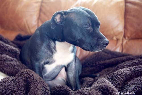 Top 9 Neurological Disorders in Dogs: Signs, Causes, and Care