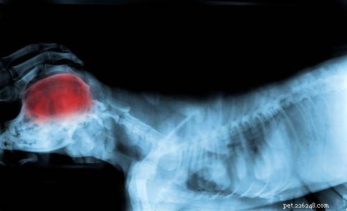 Top 9 Neurological Disorders in Dogs: Signs, Causes, and Care