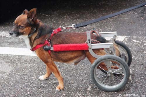 Top 9 Neurological Disorders in Dogs: Signs, Causes, and Care