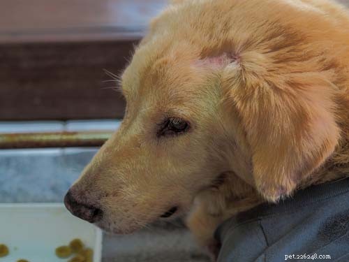 Top 9 Neurological Disorders in Dogs: Signs, Causes, and Care