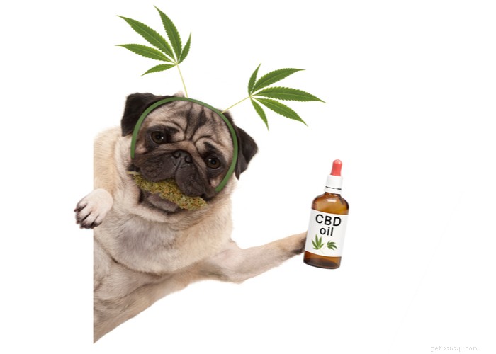 Is Human-Grade CBD Oil Safe for Your Dog? Expert Insights