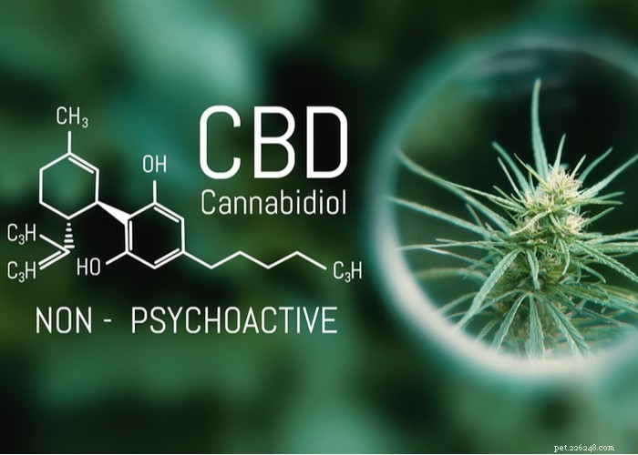 Is Human-Grade CBD Oil Safe for Your Dog? Expert Insights
