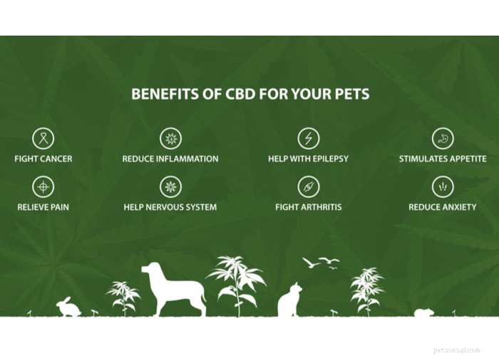 Is Human-Grade CBD Oil Safe for Your Dog? Expert Insights